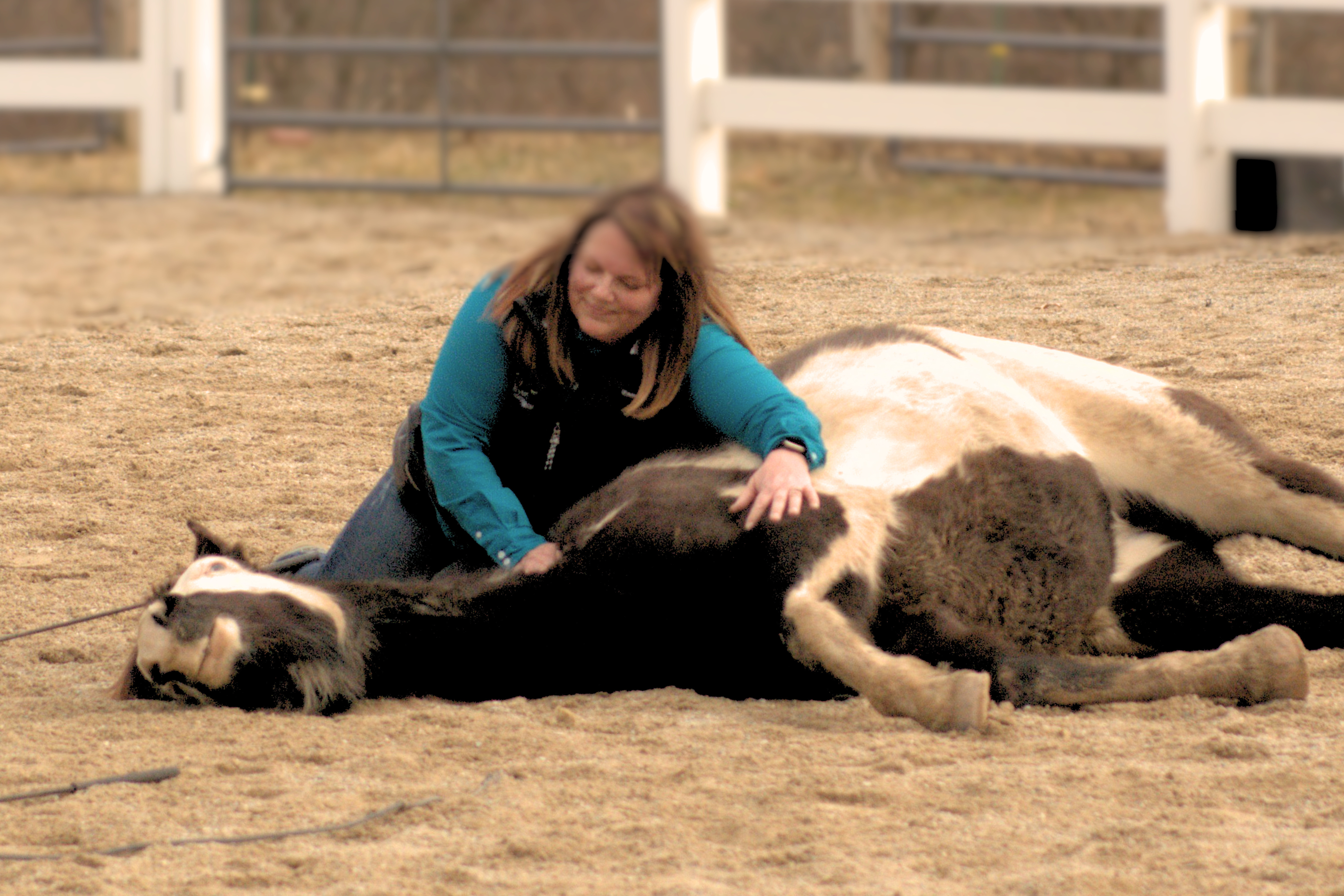 Horse laying down with handler